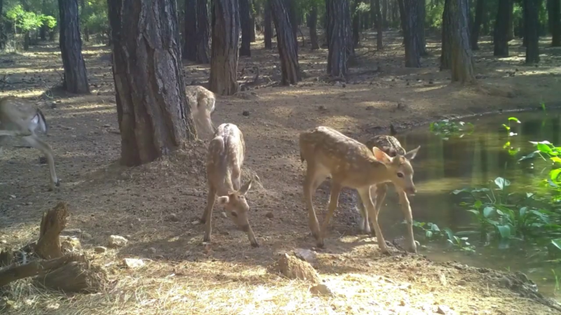 Alageyik &Uuml;retme İstasyonunda Doğal Yaşamın Nadir Anları