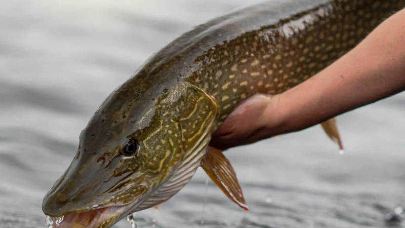 Turna balığı avına kış molası!