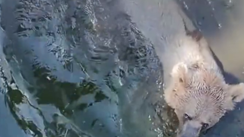 Kış Uykusundan &Ouml;nce Son Banyo!