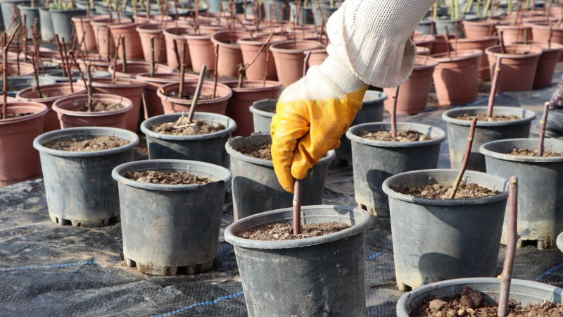 Beyşehir&rsquo;in estetiği,kendi emeği!