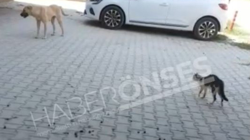Apartmanın Kedisi, K&ouml;peklere Posta Koyuyor