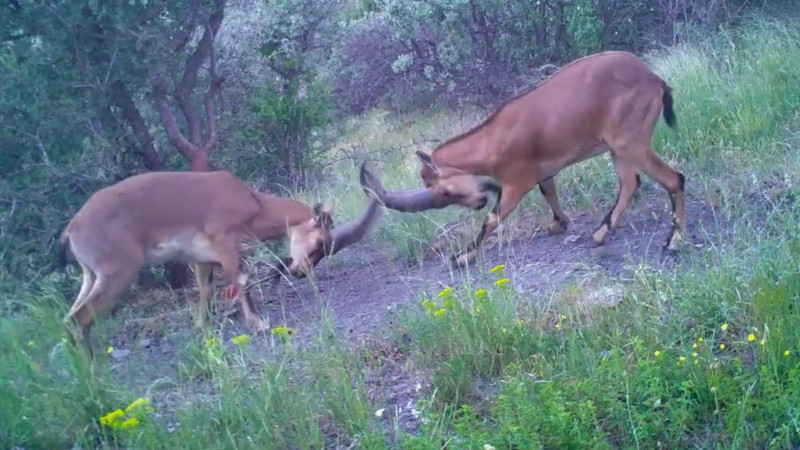 Belgesel tadında gerilim! Ke&ccedil;ilerin hakimiyet savaşı kamerada