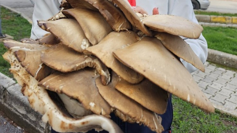 Dev Mantar Şaşkınlık Yarattı: &ldquo;Birisi mantar mı dedi?&rdquo;