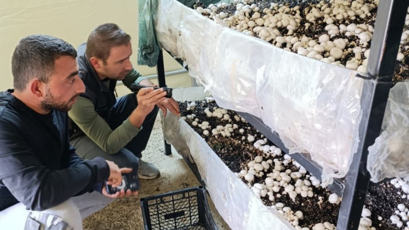 Beyşehir, K&uuml;lt&uuml;r Mantarı &Uuml;retiminde &Ouml;nemli Merkez Oluyor