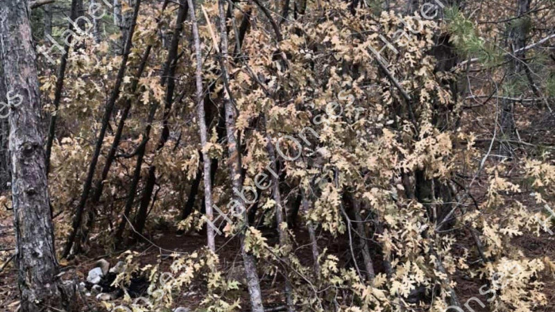 15 Yaşındaki Berk&rsquo;in &Ouml;l&uuml;m&uuml; Beyşehir&rsquo;i Yasa Boğdu