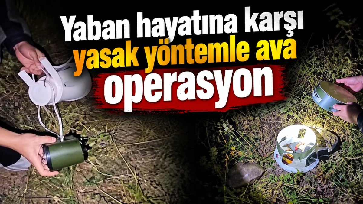 Hayvanları yapay sesle kendilerine &ccedil;ektiler