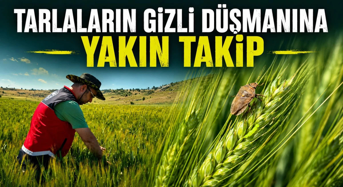 Hububatın baş belası i&ccedil;in kırmızı alarm
