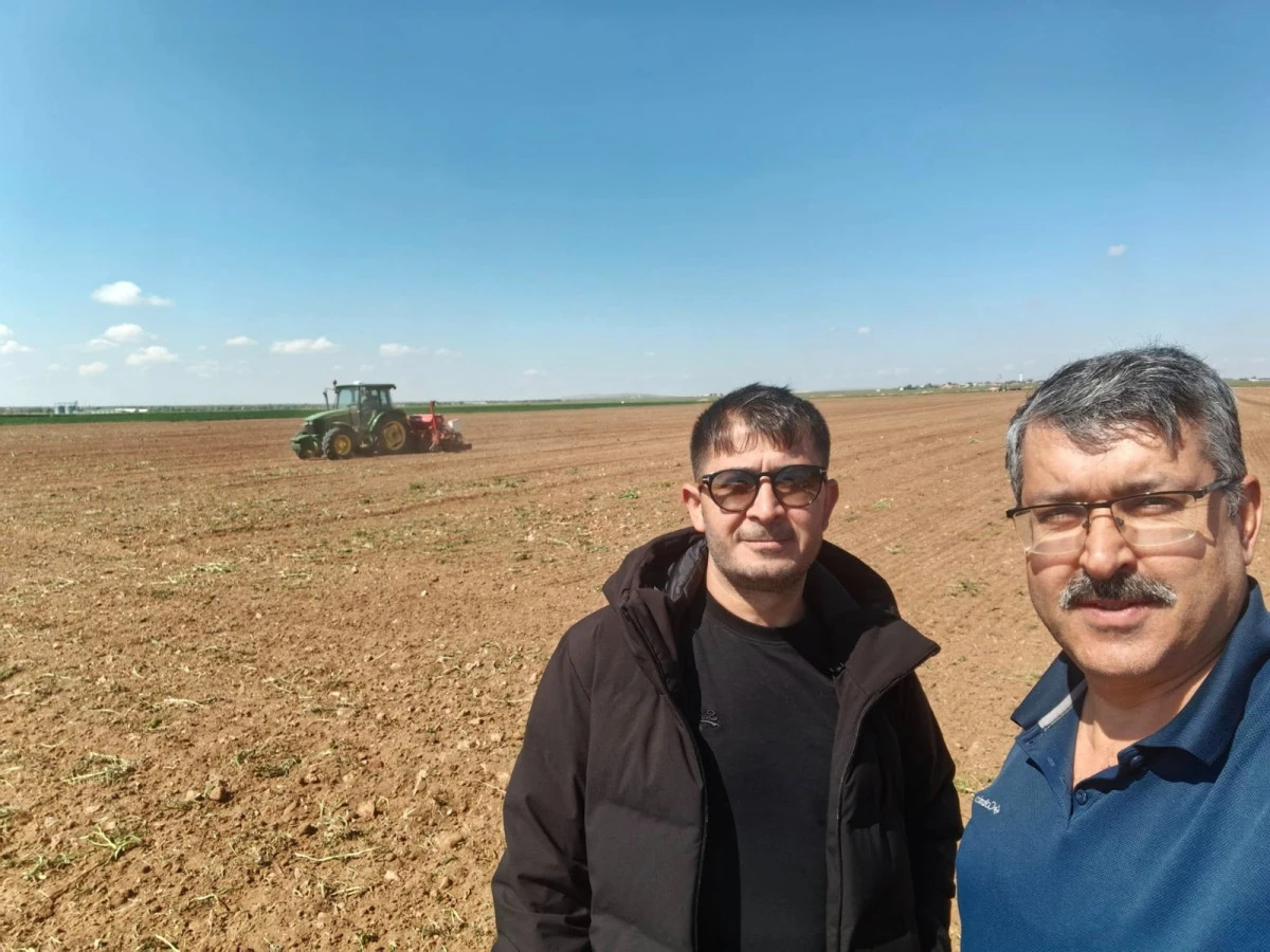 H&uuml;y&uuml;k&rsquo;te Hububat Tarlaları Bu Yıl Y&uuml;z G&uuml;ld&uuml;r&uuml;yor