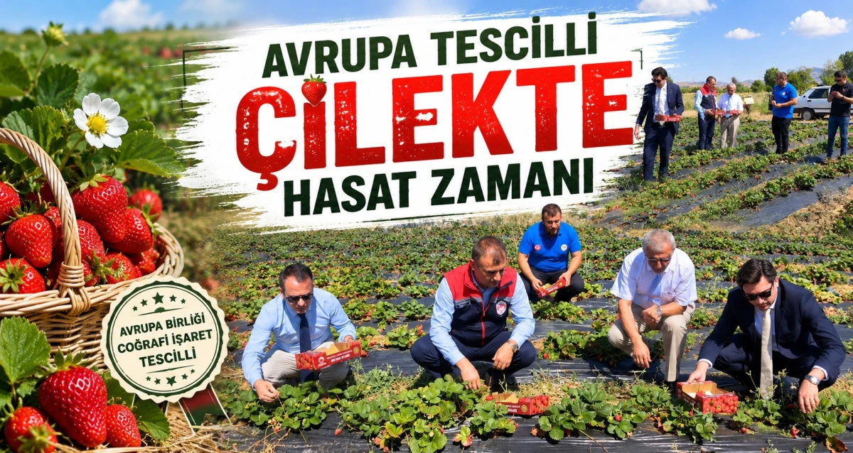 H&uuml;y&uuml;k&rsquo;te tarlalar kırmızıya b&uuml;r&uuml;nd&uuml;, &ccedil;ilek hasadı hız kesmiyor