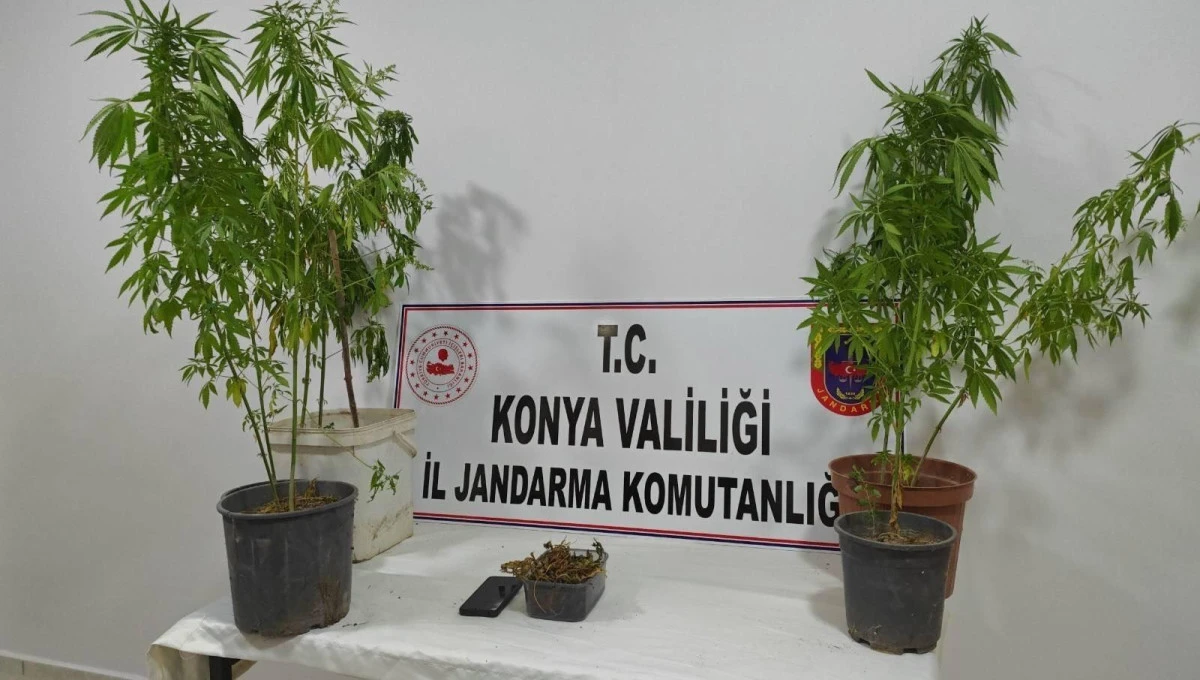 Jandarmadan uyuşturucu operasyonları! 4 tutuklama