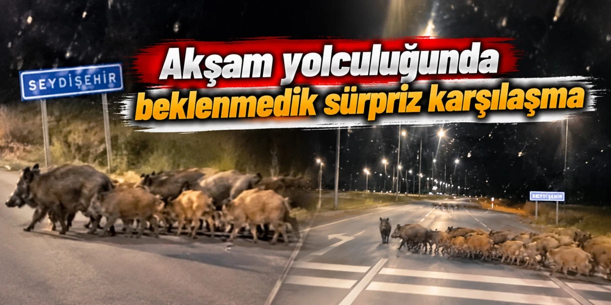 Kara yolunda domuz alarmı! Aman dikkat