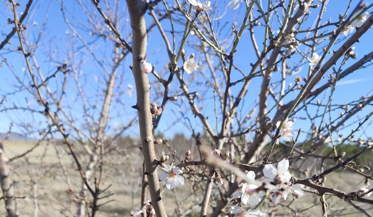 Kış ortasında bahar s&uuml;rprizi