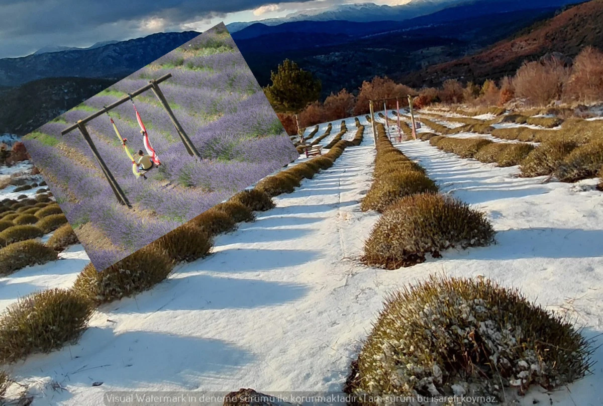 Mor bah&ccedil;eler beyaza b&uuml;r&uuml;nd&uuml;