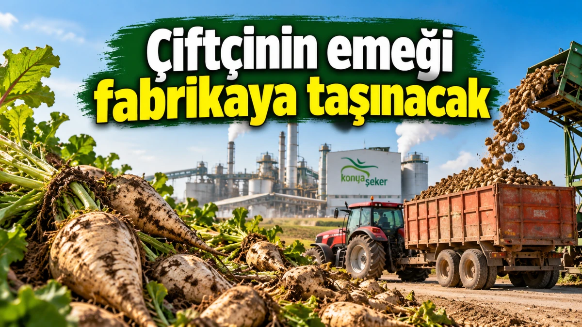 Pancarda şimdi hem hasat hem de alım zamanı