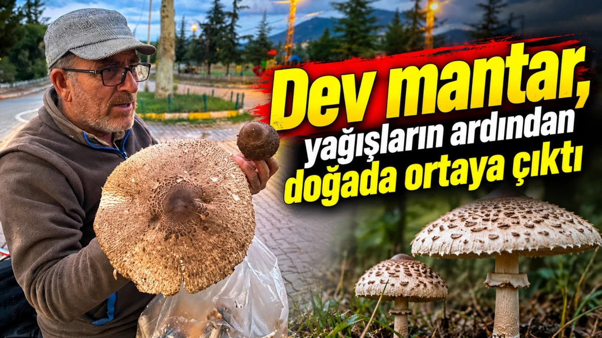 Şemsiye sandı, dev mantar &ccedil;ıktı