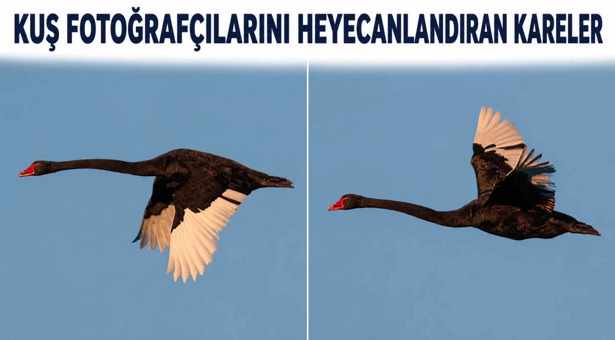 Siyah kuğu beylerin şehrinde objektiflere takıldı