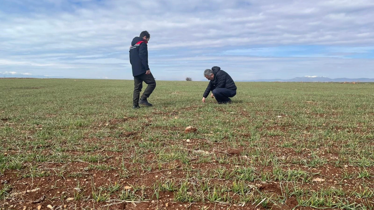 Yağış bereketi tarlaya yansıdı