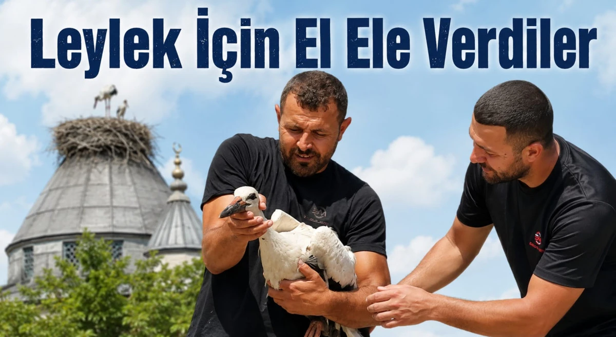 Yaralı Leylek Koruma Altına Alındı