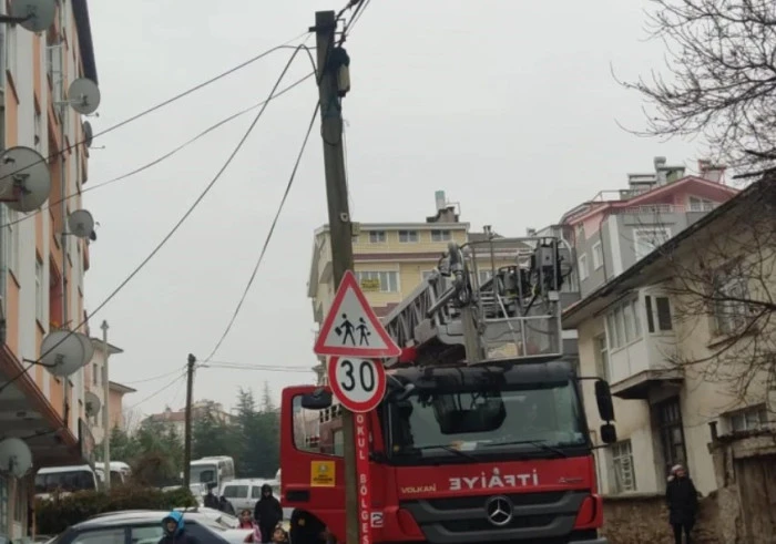 Direğin tepesindeki kedi mutlu sona ulaştı