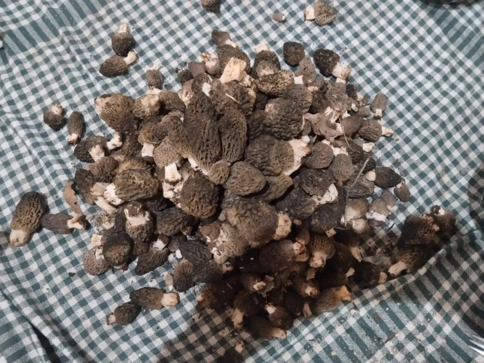 Kuzug&ouml;beği tutkunları sahaya &ccedil;ıktı