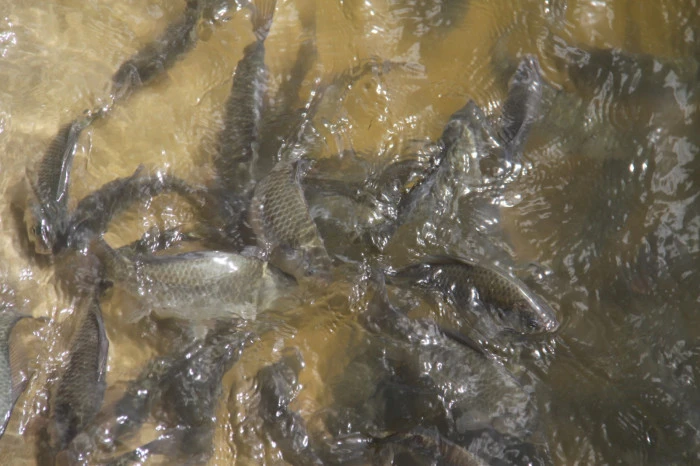 Konya&rsquo;nın denizinde balıkları kurtarmak i&ccedil;in zamanla yarış!